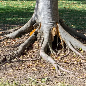 damaged tree roots-3