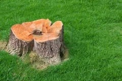 Removing a tree from condo