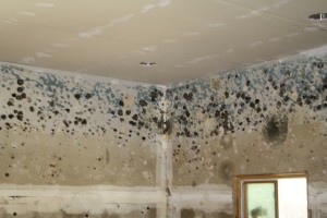 Mold in your condo 