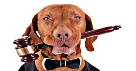 Dog with gavel