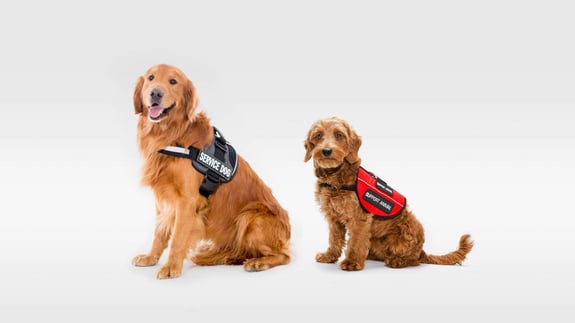 assistance animals