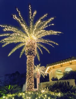 lighted-palm-tree-by-outdoor-lighting-perspectives-4