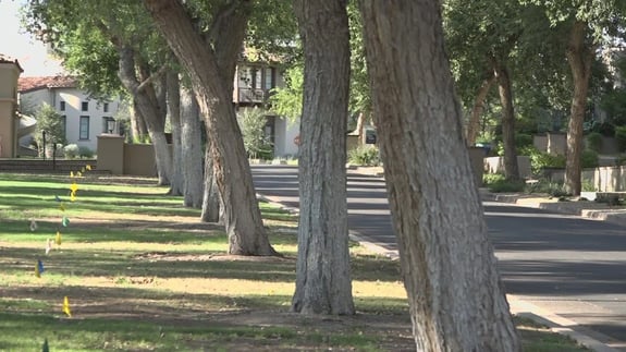 tree trimming