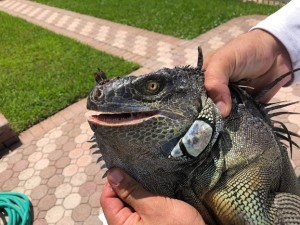 Invasive Iguanas in South Florida