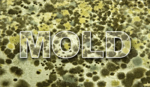 Mold in Your South Florida Condo